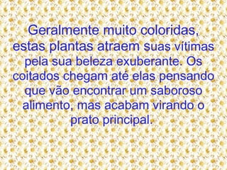 Geralmente muito coloridas, estas plantas atraem s uas vítimas pela sua beleza exuberante. Os coitados chegam até elas pensando que vão encontrar um saboroso alimento, mas acabam virando o prato principal.  
