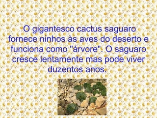 O gigantesco cactus saguaro fornece ninhos às aves do deserto e funciona como "árvore". O saguaro cresce lentamente mas pode viver duzentos anos.  