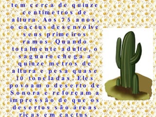 Aos nove anos, ele tem cerca de quinze centímetros de altura. Aos 75 anos, o cactus desenvolve seus primeiros ramos. Quando totalmente adulto, o saguaro chega a quinze metros de altura e pesa quase 10 toneladas. Eles povoam o deserto de Sonora e reforçam a impressão de que os desertos são áreas ricas em cactus. 