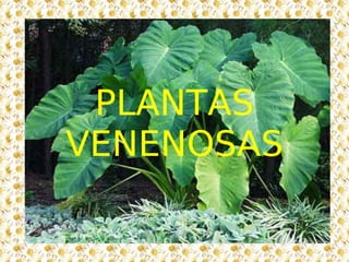 PLANTAS VENENOSAS 