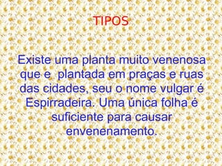 TIPOS Existe uma planta muito venenosa que e  plantada em praças e ruas das cidades, seu o nome vulgar é Espirradeira. Uma única folha é suficiente para causar envenenamento. 