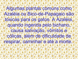 Algumas plantas comuns como Azaléia ou Bico-de-Papagaio são tóxicas para os gatos. A Azaléia, quando ingerida pelo bichano, causa salivação, vômitos e cólicas, além de dificuldade de respirar, caminhar e até a morte.  
