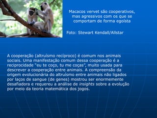 Macacos vervet são cooperativos,
                               mas agressivos com os que se
                                comportam de forma egoísta

                             Foto: Stewart Kendall/Allstar




A cooperação (altruísmo recíproco) é comum nos animais
sociais. Uma manifestação comum dessa cooperação é a
reciprocidade “eu te coço, tu me coças”, muito usada para
descrever a cooperação entre animais. A compreensão da
origem evolucionária do altruísmo entre animais não ligados
por laços de sangue (de genes) mostrou ser enormemente
desafiadora e requereu a análise de insights sobre a evolução
por meio da teoria matemática dos jogos.
 