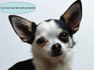 O que sera que ele esta pensando 