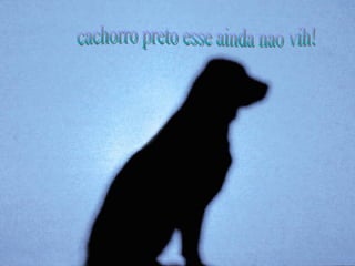 cachorro preto esse ainda nao vih! 