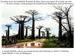Um grupo de árvores baobab de 30 metros de altura, fazem uma espécie de avenida, que atrai  turistas  de todo o mundo. A bela paisagem fica localizada em Madagáscar, perto de Morondava. A avenida Baobabs está em uma estrada de terra entre Morondava e Belon’i Tsiribihina, região Menabe, a oeste de Madagáscar. 