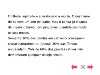 O filhote rejeitado é abandonado à morte. O desmame dá-se com um ano de idade, mas o panda já é capaz de ingerir o bambu em pequenas quantidades desde os seis meses.  Somente 10% dos pandas em cativeiro conseguem cruzar naturalmente. Apenas 30% das fêmeas engravidam. Mais de 60% dos pandas cativos não demonstram qualquer desejo sexual. 