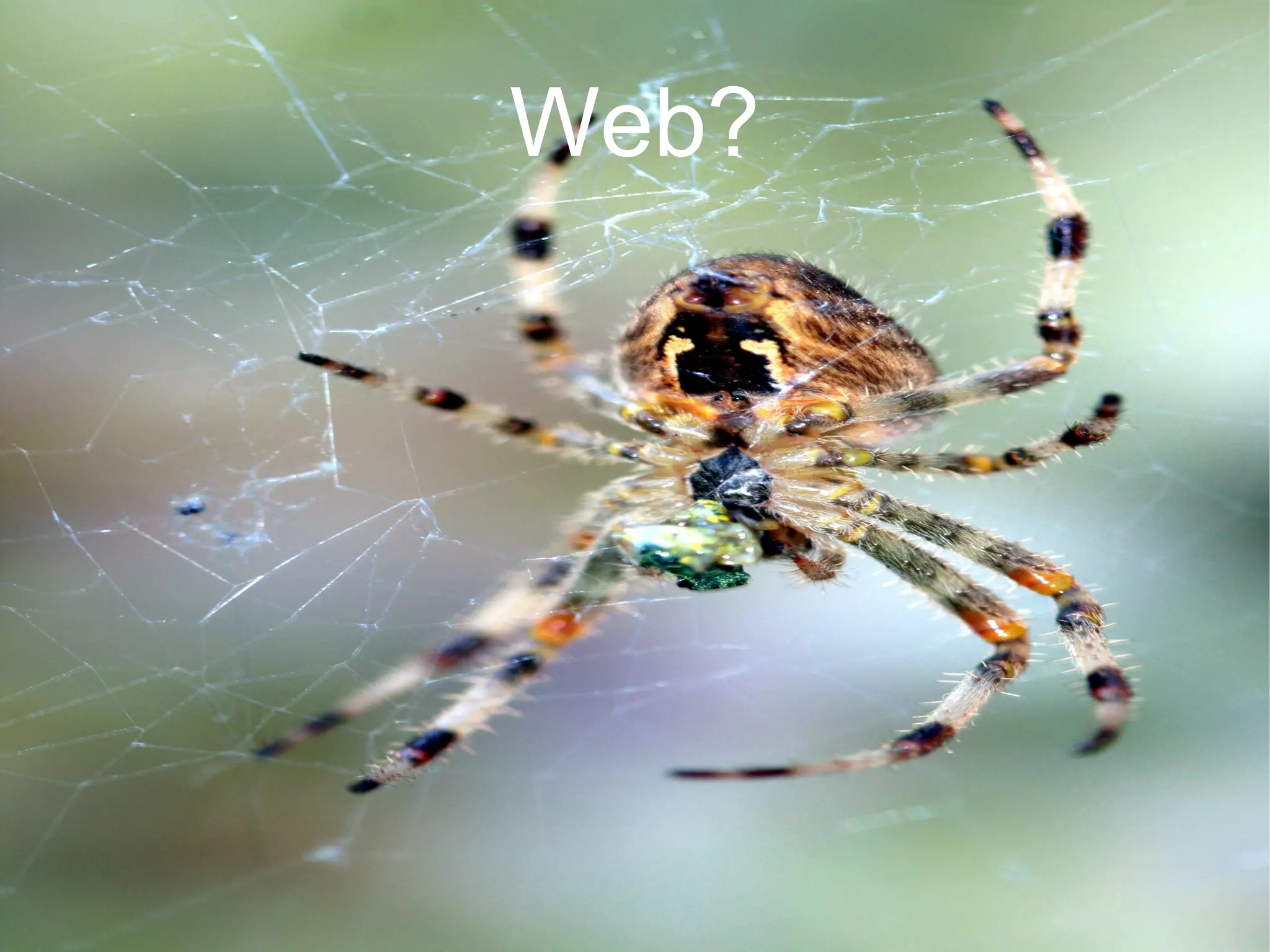 Web?
 