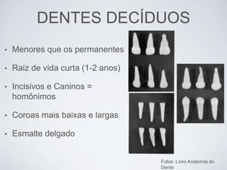 DENTES DECÍDUOS
• Menores que os permanentes
• Raiz de vida curta (1-2 anos)
• Incisivos e Caninos =
homônimos
• Coroas mais baixas e largas
• Esmalte delgado
Fotos: Livro Anatomia do
Dente
 