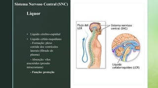z
z
Líquor
▪ Líquido cérebro-espinhal
▪ Líquido céfalo-raquidiano
- Formação: plexo
coróide dos ventrículos
laterais (filtrado do
plasma)
- Absorção: vilos
aracnóides (pressão
intracraniana)
- Função: proteção
Sistema Nervoso Central (SNC)
 