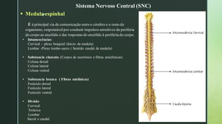 z
▪ Medula espinhal
É à principal via de comunicação entre o cérebro e o resto do
organismo, responsável por conduzir impulsos sensitivos da periferia
do corpo ao encéfalo e dar respostas do encéfalo à periferia do corpo.
• Intumescências
Cervical – plexo braquial (Inicio da medula)
Lombar -Plexo lombo-sacro ( Sentido caudal da medula)
• Substancia cinzenta (Corpos de neurônios e fibras amielínicas)
Coluna dorsal
Coluna lateral
Coluna ventral
• Substancia branca ( Fibras mielínicas)
Funículo dorsal
Funículo lateral
Funículo ventral
• Divisão
Cervical
Torácica
Lombar
Sacral e caudal.
Sistema Nervoso Central (SNC)
 