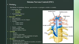 z
▪ Meninges
São lâminas ou membranas fibrosas , que envolvem e e protegem o cérebro e a medula.
Sistema Nervoso Central (SNC)
• Leptomeninge (fina)
• Pia-máter
• Aracnóide
• Paquimeninge (espessa)
• Dura-máter
▪ Dura-máter
• Mais superficial
• Tecido conjuntivo rico em colágeno
• Encéfalo
∟ Folheto externo
∟ Folheto interno
• Medula – 1 folheto
• Artéria meníngea média
• Extensões tubulares laterais
▪ Aracnóide
• Membra
• Justaposta à dura-mater
• Espaço subdural – pequena quantidade de liquido.
• Espaço subaracnoideo – LÍQUOR
▪ Pia-máter
• Membrana mais interna ;
• Aderida intimamente à superfície do encéfalo, da medula e
• dos ramos dos nervos espinhais;
 