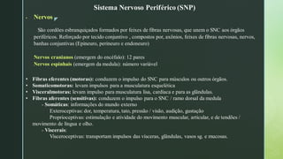 z
Sistema Nervoso Periférico (SNP)
▪ Nervos
São cordões esbranquiçados formados por feixes de fibras nervosas, que unem o SNC aos órgãos
periféricos. Reforçado por tecido conjuntivo , compostos por, axônios, feixes de fibras nervosas, nervos,
banhas conjuntivas (Epineuro, perineuro e endoneuro)
Nervos cranianos (emergem do encéfalo): 12 pares
Nervos espinhais (emergem da medula): número variável
• Fibras eferentes (motoras): conduzem o impulso do SNC para músculos ou outros órgãos.
• Somaticomotoras: levam impulsos para a musculatura esquelética
• Visceralmotoras: levam impulso para musculatura lisa, cardíaca e para as glândulas.
• Fibras aferentes (sensitivas): conduzem o impulso para o SNC / ramo dorsal da medula
- Somáticas: informações do mundo externo
Exteroceptivas: dor, temperatura, tato, pressão / visão, audição, gustação
Proprioceptivas: estimulação e atividade do movimento muscular, articular, e de tendões /
movimento de língua e olho.
- Viscerais:
Visceroceptivas: transportam impulsos das vísceras, glândulas, vasos sg. e mucosas.
 