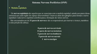 z
▪ Medula espinhais
Os nervos espinhaissão aquelesque se conectamcom a medula espinhal, saindo aos pares dessa
estruturaem cada região do espaço intervertebral. Unem-se além dos gânglios para formar o nervo
espinhal. Cada nervo espinhal contribuipara a formação de vários nervos.
São encontradosem de 31 pares de nervos e são os responsáveis por inervar o tronco, membros
e uma porção da cabeça.
8 pares de nervos cervicais
12 pares de nervos torácicos
5 pares de nervos lombares
5 pares de nervos sacrais
1 nervo coccígeo
Sistema Nervoso Periférico (SNP)
 