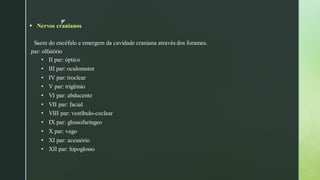 z
▪ Nervos cranianos
Saem do encéfalo e emergem da cavidade craniana através dos forames.
par: olfatório
• II par: óptico
• III par: oculomotor
• IV par: troclear
• V par: trigêmio
• VI par: abducente
• VII par: facial
• VIII par: vestíbulo-coclear
• IX par: glossofaríngeo
• X par: vago
• XI par: acessório
• XII par: hipoglosso
 