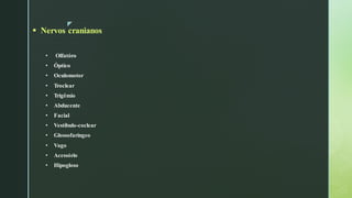 z
▪ Nervos cranianos
• Olfatóro
• Óptico
• Oculomotor
• Troclear
• Trigêmio
• Abducente
• Facial
• Vestíbulo-coclear
• Glossofaríngeo
• Vago
• Acessório
• Hipogloso
 