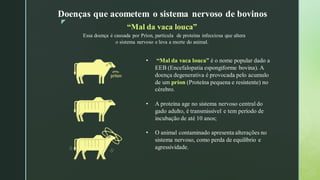 z
Doenças que acometem o sistema nervoso de bovinos
“Mal da vaca louca”
Essa doença é causada por Príon, partícula de proteína infecciosa que altera
o sistema nervoso e leva a morte do animal.
• “Mal da vaca louca” é o nome popular dado a
EEB (Encefalopatia espongiforme bovina). A
doença degenerativa é provocada pelo acumulo
de um príon (Proteína pequena e resistente) no
cérebro.
• A proteína age no sistema nervoso central do
gado adulto, é transmissível e tem período de
incubação de até 10 anos;
• O animal contaminado apresenta alterações no
sistema nervoso, como perda de equilíbrio e
agressividade.
 