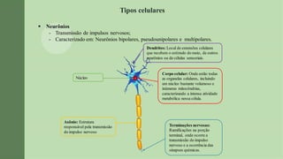 Tipos celulares
▪ Neurônios
- Transmissão de impulsos nervosos;
- Caracterizado em: Neurônios bipolares, pseudounipolares e multipolares.
Dendritos: Local de extensões celulares
que recebem o estímulo do meio, de outros
neurônios ou de células sensoriais.
Núcleo
Corpo celular: Onde estão todas
as organelas celulares, incluindo
um núcleo bastante volumoso e
inúmeras mitocôndrias,
caracterizando a intensa atividade
metabólica nessa célula.
Axônio: Estrutura
responsável pela transmissão
do impulso nervoso
Terminações nervosas:
Ramificações na porção
terminal, onde ocorre a
transmissão do impulso
nervoso e a ocorrência das
sinapses químicas.
 