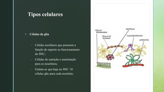 z
Tipos celulares
▪ Células da glia
- Células auxiliares que possuem a
função de suporte ao funcionamento
do SNC;
- Células de nutrição e sustentação
para os neurônios;
- Estima-se que haja no SNC 10
células glia para cada neurônio.
 