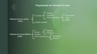 z
Organização do Sistema Nervoso
Sistema nervoso central
(SNC)
Sistema nervoso periférico
(SNP)
Encéfalo
Medula espinhal
Nervos
Gânglios
Nervos periféricos
Cérebro
Cerebelo
Tronco encefálico
Espinhas
Cranianos
Mesencéfalo
Ponte
Bulbo
Receptores
Efetores
 
