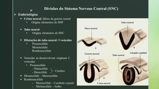 z
➢ Embriológica
Divisões do Sistema Nervoso Central (SNC)
▪ Crista neural: lábios da goteira neural
• Origina elementos do SNP
▪ Tubo neural
• Origina elementos do SNC
▪ Dilatações do tubo neural: 3 vesículas
• Prosencéfalo
Mesencéfalo
Romboencéfalo
▪ Vesículas se desenvolvem: originam 5
vesículas
• Prosencéfalo
- Telencéfalo
- Diencéfalo
▪ Mesencéfalo – Mesencéfalo
▪ Romboencéfalo
- Metencéfalo – Cerebelo e ponte
- Mielencéfalo – bulbo
Cérebro
Placa neural
Sulco neural
Goteira neural
Tubo neural
Gânglio espinhal
Crista neural
 
