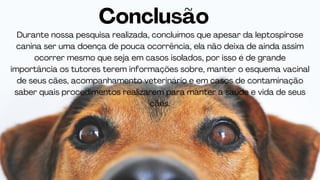 Durante nossa pesquisa realizada, concluímos que apesar da leptospirose
canina ser uma doença de pouca ocorrência, ela não deixa de ainda assim
ocorrer mesmo que seja em casos isolados, por isso é de grande
importância os tutores terem informações sobre, manter o esquema vacinal
de seus cães, acompanhamento veterinário e em casos de contaminação
saber quais procedimentos realizarem para manter a saúde e vida de seus
cães.
Conclusão
 