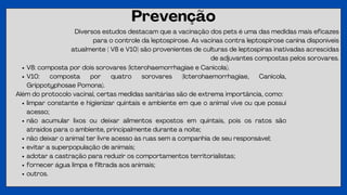 Prevenção
Diversos estudos destacam que a vacinação dos pets é uma das medidas mais eficazes
para o controle da leptospirose. As vacinas contra leptospirose canina disponíveis
atualmente ( V8 e V10) são provenientes de culturas de leptospiras inativadas acrescidas
de adjuvantes compostas pelos sorovares.
V8: composta por dois sorovares (Icterohaemorrhagiae e Canicola).
V10: composta por quatro sorovares (Icterohaemorrhagiae, Canicola,
Grippotyphosae Pomona).
Além do protocolo vacinal, certas medidas sanitárias são de extrema importância, como:
limpar constante e higienizar quintais e ambiente em que o animal vive ou que possui
acesso;
não acumular lixos ou deixar alimentos expostos em quintais, pois os ratos são
atraídos para o ambiente, principalmente durante a noite;
não deixar o animal ter livre acesso às ruas sem a companhia de seu responsável;
evitar a superpopulação de animais;
adotar a castração para reduzir os comportamentos territorialistas;
fornecer água limpa e filtrada aos animais;
outros.
 