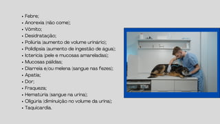 Febre;
Anorexia (não come);
Vômito;
Desidratação;
Poliúria (aumento de volume urinário);
Polidipsia (aumento de ingestão de água);
Icterícia (pele e mucosas amareladas);
Mucosas pálidas;
Diarreia e/ou melena (sangue nas fezes);
Apatia;
Dor;
Fraqueza;
Hematúria (sangue na urina);
Oligúria (diminuição no volume da urina);
Taquicardia.
 