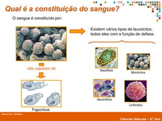 Qual é a constituição do sangue?
             O sangue é constituído por:

                                             Existem vários tipos de leucócitos,
                                             todos eles com a função de defesa.




                            são capazes de        Basófilos
                                                                     Monócitos




                                                Neutrófilos
                                                                   Linfócitos
                              Fagocitose
Planeta Vivo - Santillana
        Planeta Terra — 9.º ano
                                                              Ciências Naturais – 9.º Ano
 