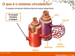 O que é o sistema circulatório?
             O sangue circula por diversos tipos de vasos sanguíneos:


                    O coração                                           Veia
                    bombeia
                    o sangue.
                                                                                 Vénula




                                                                          Vasos
                                                          Arteríola      capilares
                                            Artéria
Planeta Vivo - Santillana
        Planeta Terra — 9.º ano
                                                                        Ciências Naturais – 9.º Ano
 