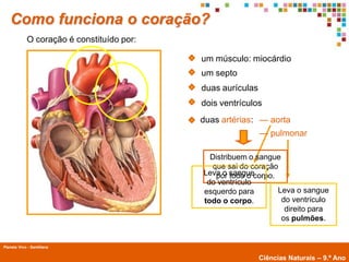 Como funciona o coração?
             O coração é constituído por:

                                            um músculo: miocárdio
                                            um septo
                                            duas aurículas
                                            dois ventrículos
                                            duas artérias: — aorta
                                                             — pulmonar

                                              Distribuem o sangue
                                               que sai do coração
                                            Leva o sanguecorpo.
                                                por todo o
                                             do ventrículo
                                            esquerdo para        Leva o sangue
                                            todo o corpo.         do ventrículo
                                                                   direito para
                                                                  os pulmões.


Planeta Vivo - Santillana
        Planeta Terra — 9.º ano
                                                             Ciências Naturais – 9.º Ano
 