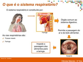 O que é o sistema respiratório?
             O sistema respiratório é constituído por:



                                                                Órgão comum ao
                                                                sistema digestivo.


                                                              Permite a passagem do
                                                    Faringe   ar e do bolo alimentar.
   As vias respiratórias são:
         Fossas nasais

        Faringe
                                              Impede a
                                           passagem dos
                                           alimentos para
                                              a laringe.

                                                                       Epiglote
Planeta Vivo - Santillana
        Planeta Terra — 9.º ano
                                                                 Ciências Naturais – 9.º Ano
 