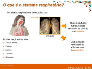 O que é o sistema respiratório?
             O sistema respiratório é constituído por:



                                                                  Duas estruturas
                                                                   tubulares que
                                                                resultam da divisão
                                                                    da traqueia.
                                                    Brônquios

   As vias respiratórias são:
         Fossas nasais                                           Os brônquios
                                                                  ramificam-se
        Faringe
                                                                  e formam os
        Laringe                                                  bronquíolos.
        Traqueia

        Brônquios



Planeta Vivo - Santillana
        Planeta Terra — 9.º ano
                                                                Ciências Naturais – 9.º Ano
 