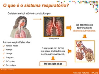 O que é o sistema respiratório?
             O sistema respiratório é constituído por:



                                                                      Os bronquíolos
                                                                       terminam em
                                                                   alvéolos pulmonares.


                                                   Bronquíolos

   As vias respiratórias são:
         Fossas nasais
                                            Estruturas em forma
        Faringe
                                            de saco, rodeadas de
        Laringe                            numerosos capilares.
        Traqueia

        Brônquios
                                              Trocas gasosas
        Bronquíolos

Planeta Vivo - Santillana
        Planeta Terra — 9.º ano
                                                                   Ciências Naturais – 9.º Ano
 