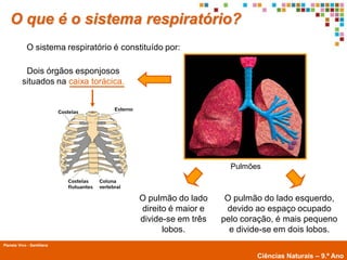 O que é o sistema respiratório?
             O sistema respiratório é constituído por:

           Dois órgãos esponjosos
          situados na caixa torácica.




                                                                 Pulmões



                                           O pulmão do lado     O pulmão do lado esquerdo,
                                           direito é maior e    devido ao espaço ocupado
                                           divide-se em três   pelo coração, é mais pequeno
                                                 lobos.          e divide-se em dois lobos.
Planeta Vivo - Santillana
        Planeta Terra — 9.º ano
                                                                       Ciências Naturais – 9.º Ano
 