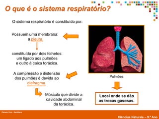 O que é o sistema respiratório?
             O sistema respiratório é constituído por:


            Possuem uma membrana:
                   a pleura


            constituída por dois folhetos:
              um ligado aos pulmões
              e outro à caixa torácica.

              A compressão e distensão
                                                              Pulmões
              dos pulmões é devida ao
                     diafragma.

                                  Músculo que divide a   Local onde se dão
                                  cavidade abdominal     as trocas gasosas.
                                      da torácica.
Planeta Vivo - Santillana
        Planeta Terra — 9.º ano
                                                                  Ciências Naturais – 9.º Ano
 