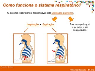 Como funciona o sistema respiratório?
             O sistema respiratório é responsável pela ventilação pulmonar.



                                  Inspiração + Expiração               Processo pelo qual
                                                                         o ar entra e sai
                                                                          dos pulmões.




Planeta Vivo - Santillana
        Planeta Terra — 9.º ano
                                                                        Ciências Naturais – 9.º Ano
 
