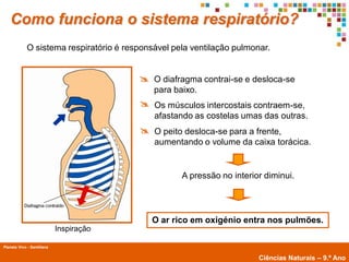 Como funciona o sistema respiratório?
             O sistema respiratório é responsável pela ventilação pulmonar.


                                          O diafragma contrai-se e desloca-se
                                             para baixo.
                                          Os músculos intercostais contraem-se,
                                             afastando as costelas umas das outras.
                                          O peito desloca-se para a frente,
                                             aumentando o volume da caixa torácica.


                                                    A pressão no interior diminui.




                                            O ar rico em oxigénio entra nos pulmões.
                            Inspiração

Planeta Vivo - Santillana
        Planeta Terra — 9.º ano
                                                                        Ciências Naturais – 9.º Ano
 