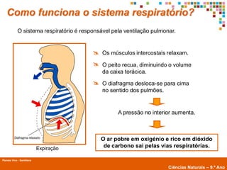 Como funciona o sistema respiratório?
             O sistema respiratório é responsável pela ventilação pulmonar.


                                           Os músculos intercostais relaxam.
                                           O peito recua, diminuindo o volume
                                              da caixa torácica.
                                           O diafragma desloca-se para cima
                                              no sentido dos pulmões.


                                                    A pressão no interior aumenta.



                                             O ar pobre em oxigénio e rico em dióxido
                            Expiração         de carbono sai pelas vias respiratórias.

Planeta Vivo - Santillana
        Planeta Terra — 9.º ano
                                                                        Ciências Naturais – 9.º Ano
 