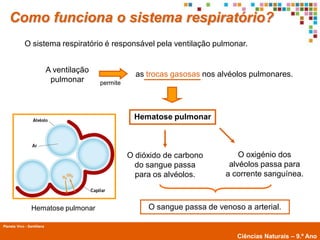 Como funciona o sistema respiratório?
             O sistema respiratório é responsável pela ventilação pulmonar.


                            A ventilação
                                                       as trocas gasosas nos alvéolos pulmonares.
                             pulmonar      permite




                                                      Hematose pulmonar



                                                     O dióxido de carbono          O oxigénio dos
                                                       do sangue passa          alvéolos passa para
                                                       para os alvéolos.       a corrente sanguínea.



                 Hematose pulmonar                        O sangue passa de venoso a arterial.

Planeta Vivo - Santillana
        Planeta Terra — 9.º ano
                                                                                  Ciências Naturais – 9.º Ano
 