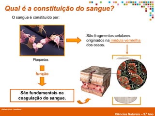 Qual é a constituição do sangue?
             O sangue é constituído por:



                                             São fragmentos celulares
                                             originados na medula vermelha
                                             dos ossos.


                            Plaquetas



                             função



                      São fundamentais na
                     coagulação do sangue.

Planeta Vivo - Santillana
        Planeta Terra — 9.º ano
                                                            Ciências Naturais – 9.º Ano
 