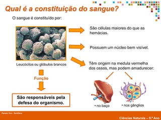 Qual é a constituição do sangue?
             O sangue é constituído por:

                                                  São células maiores do que as
                                                  hemácias.


                                                  Possuem um núcleo bem visível.



                 Leucócitos ou glóbulos brancos   Têm origem na medula vermelha
                                                  dos ossos, mas podem amadurecer:

                            Função



                  São responsáveis pela
                  defesa do organismo.
                                                    • no baço     • nos gânglios

Planeta Vivo - Santillana
        Planeta Terra — 9.º ano
                                                                 Ciências Naturais – 9.º Ano
 