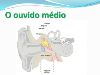 O ouvido médio

 
