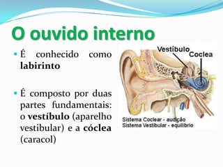 O ouvido interno
É

conhecido
labirinto

como

 É composto por duas

partes fundamentais:
o vestíbulo (aparelho
vestibular) e a cóclea
(caracol)

 