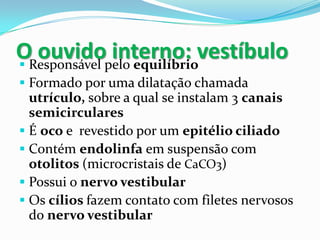 OResponsável pelo equilíbriovestíbulo
ouvido interno:

 Formado por uma dilatação chamada

utrículo, sobre a qual se instalam 3 canais
semicirculares
 É oco e revestido por um epitélio ciliado
 Contém endolinfa em suspensão com
otolitos (microcristais de CaCO3)
 Possui o nervo vestibular
 Os cílios fazem contato com filetes nervosos
do nervo vestibular

 