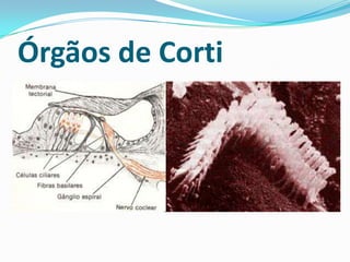 Órgãos de Corti

 