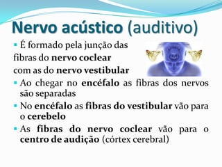 Nervo acústico (auditivo)
 É formado pela junção das

fibras do nervo coclear
com as do nervo vestibular
 Ao chegar no encéfalo as fibras dos nervos
são separadas
 No encéfalo as fibras do vestibular vão para
o cerebelo
 As fibras do nervo coclear vão para o
centro de audição (córtex cerebral)

 