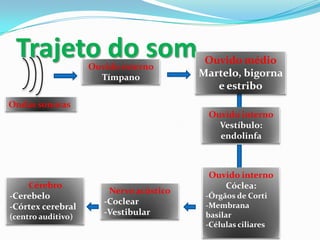 Trajeto do som
Ouvido externo
Tímpano

Ouvido médio
Martelo, bigorna
e estribo

Ondas sonoras
Ouvido interno
Vestíbulo:
endolinfa

Cérebro
-Cerebelo
-Córtex cerebral
(centro auditivo)

Nervo acústico
-Coclear
-Vestibular

Ouvido interno
Cóclea:
-Órgãos de Corti
-Membrana
basilar
-Células ciliares

 