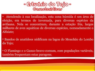 Fonte:  Censos 2001, INE Atendendo à sua localização, esta zona húmida é um área de eleição, em termos de invernada, para diversas espécies da avifauna. Nela se concentram, durante a estação fria, largos milhares de aves aquáticas de diversas espécies, nomeadamente o Alfaiate; Bandos de anatídeos nidificam na lagoa do Mouchão do Lombo do Tejo; O Flamingo e o Ganso-bravo-comum, com populações variáveis, também frequentam estas paragens.  