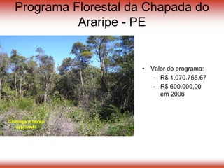 Programa Florestal da Chapada do
Araripe - PE
• Valor do programa:
– R$ 1.070.755,67
– R$ 600.000,00
em 2006
Caatinga arbórea
explorada
 